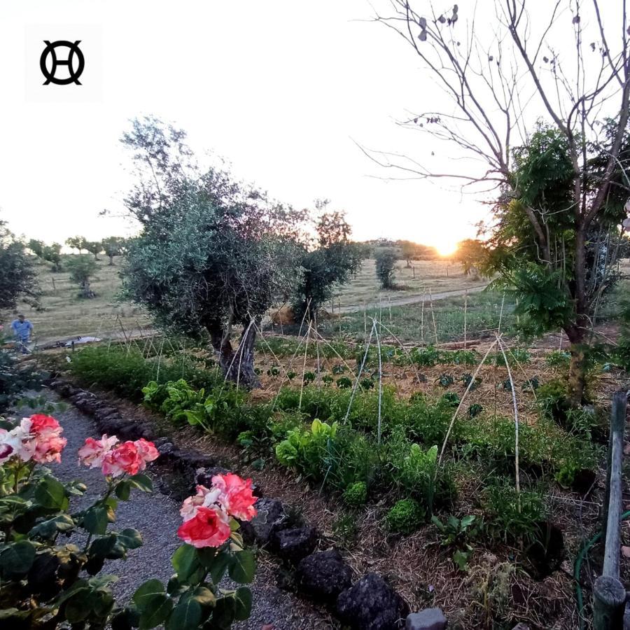 Herdade da Ordem Cabeço de Vide Exterior foto